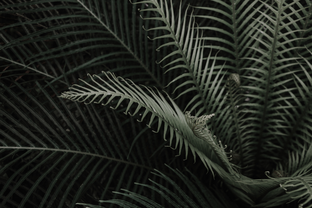 dev-site-solar-solutions.com